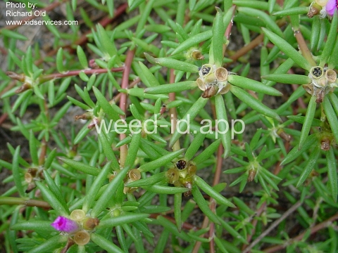 purslane, pink
